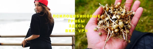 крисы Аркадак